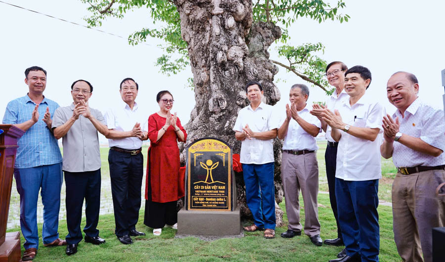 C&acirc;y[-]Gạo[-]400[-]năm[-]tuổi[-]ở[-]x&atilde;[-]Hoằng[-]Giang[-]được[-]c&ocirc;ng[-]nhận[-]C&acirc;y[-]Di[-]sản[-]Việt[-]Nam